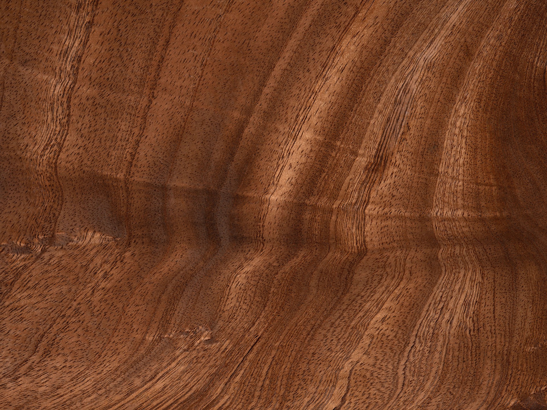 Rich mahogany feather veneer showcasing elegant wave.